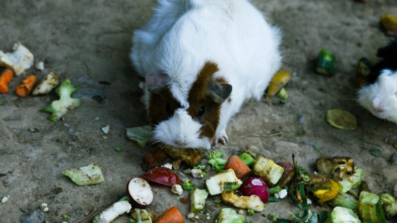 Cuidados alimentares específicos para roedores idosos