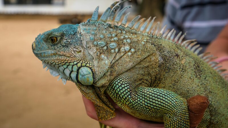 Prevenção de Acidentes Domésticos com Pets Exóticos