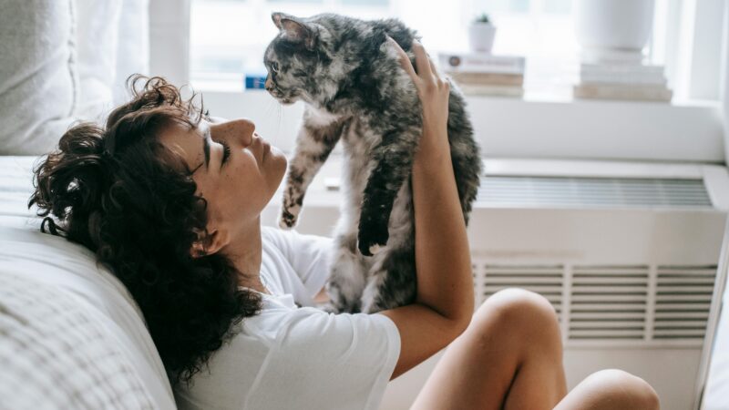 Como Adaptar Brinquedos para Gatos Idosos