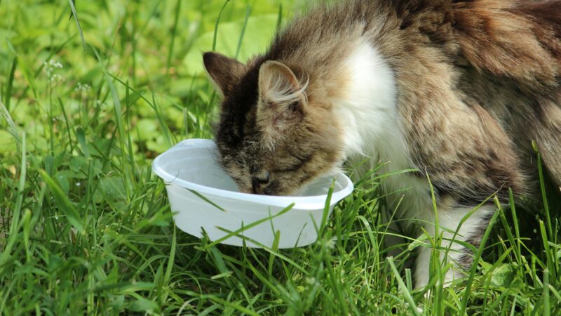 Como Adaptar a Alimentação de Pets Idosos para Maior Vitalidade