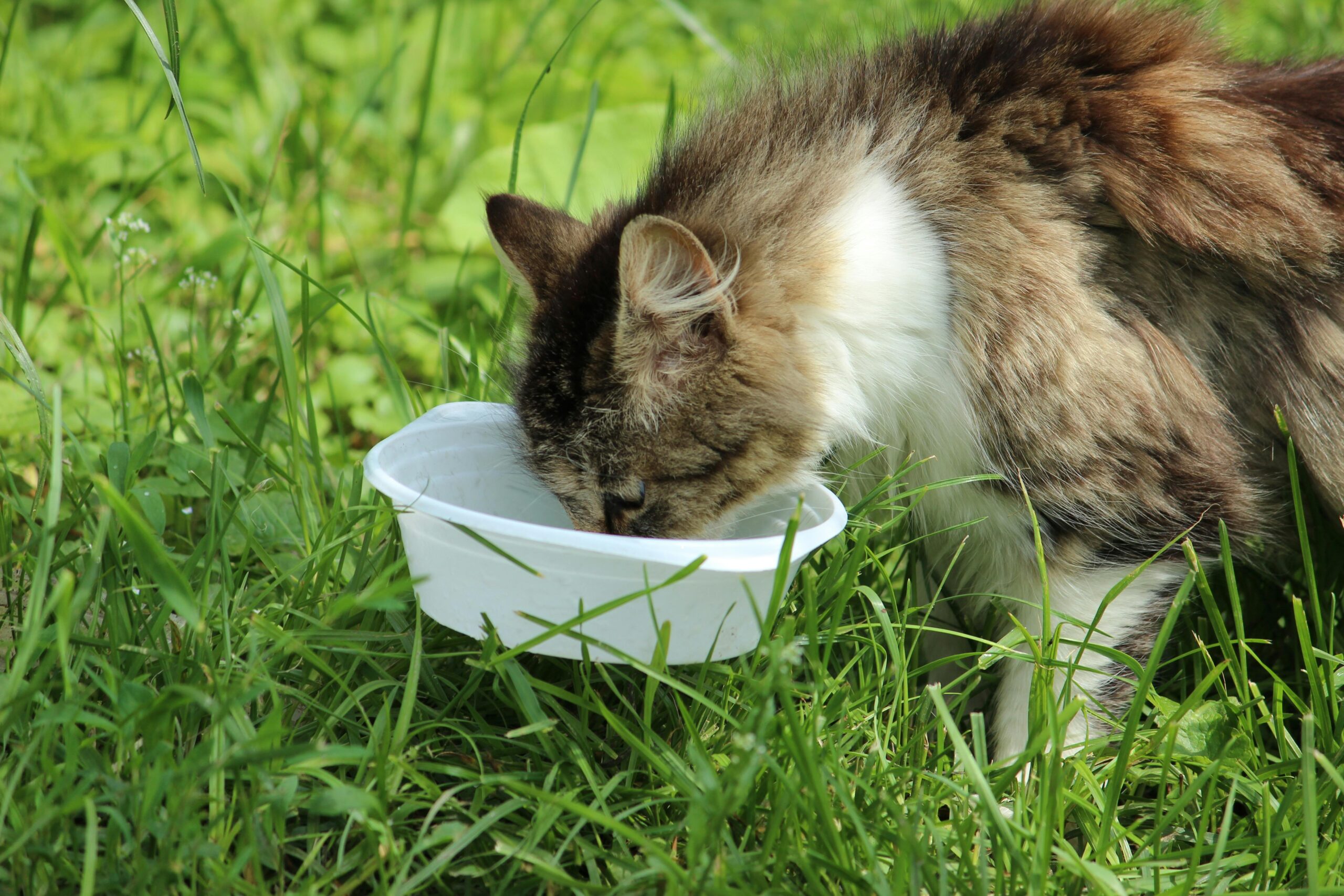 Como Adaptar a Alimentação de Pets Idosos para Maior Vitalidade