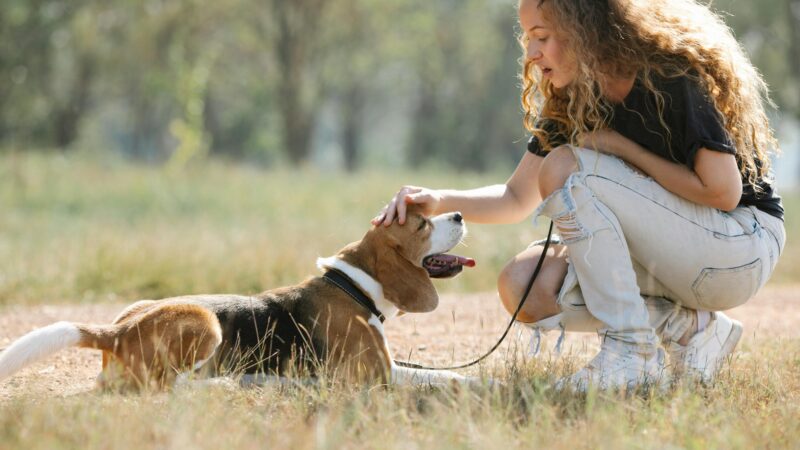 Preparando seu Pet para Consultas Veterinárias sem Estresse