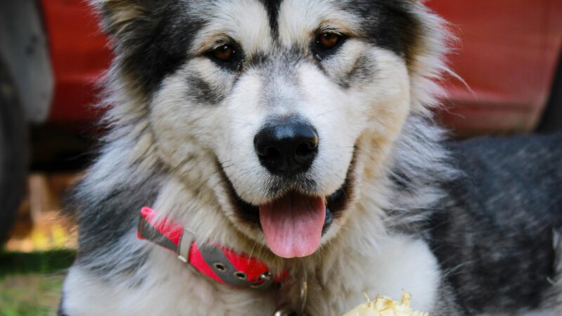 Cuidados com a Pele de Pets Sensíveis ao Sol e ao Calor