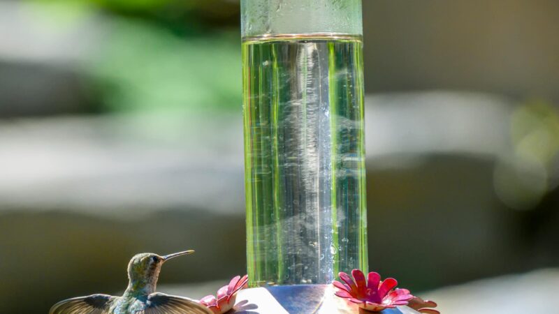 Dicas de hidratação para aves e pequenos mamíferos no verão