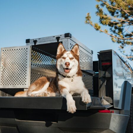 Como monitorar a saúde do seu pet durante viagens de carro