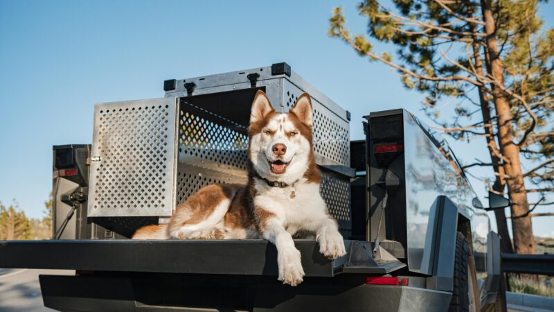 Como monitorar a saúde do seu pet durante viagens de carro