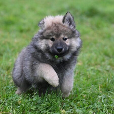 Passeios curtos vs. longos: qual é melhor para cada tipo de cão?