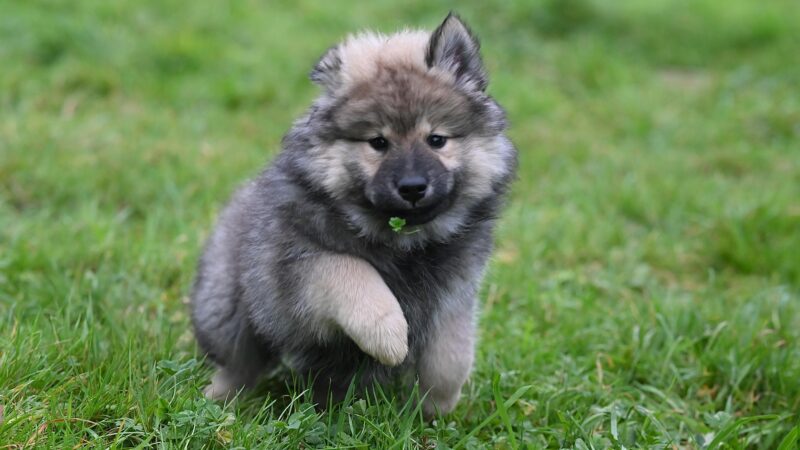 Passeios curtos vs. longos: qual é melhor para cada tipo de cão?