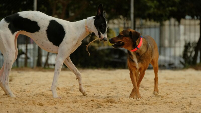 Como Ensinar Seu Cachorro a Socializar com Outros Pets