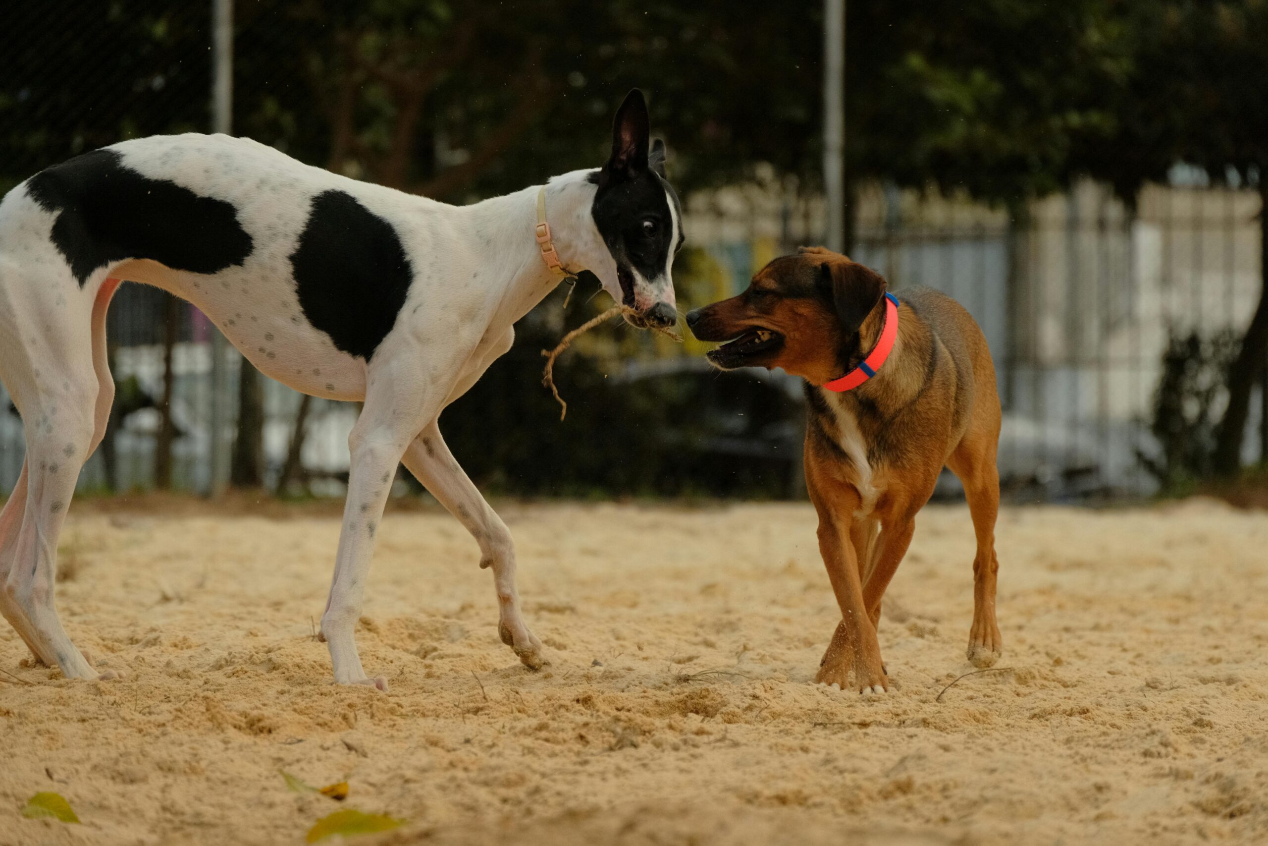 Como Ensinar Seu Cachorro a Socializar com Outros Pets