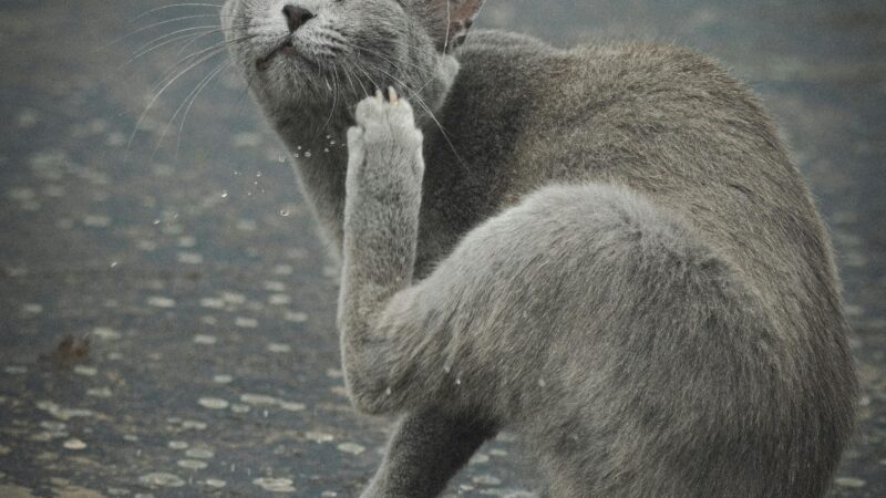 Como Identificar Alergias Alimentares em Cães e Gatos