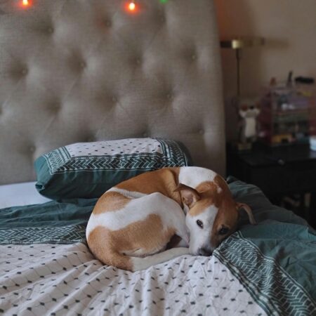 Como lidar com pets que têm medo de chuva ou trovões