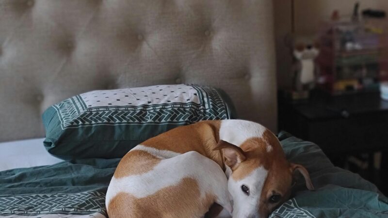 Como lidar com pets que têm medo de chuva ou trovões
