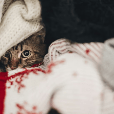 Como identificar estresse em pets durante feriados