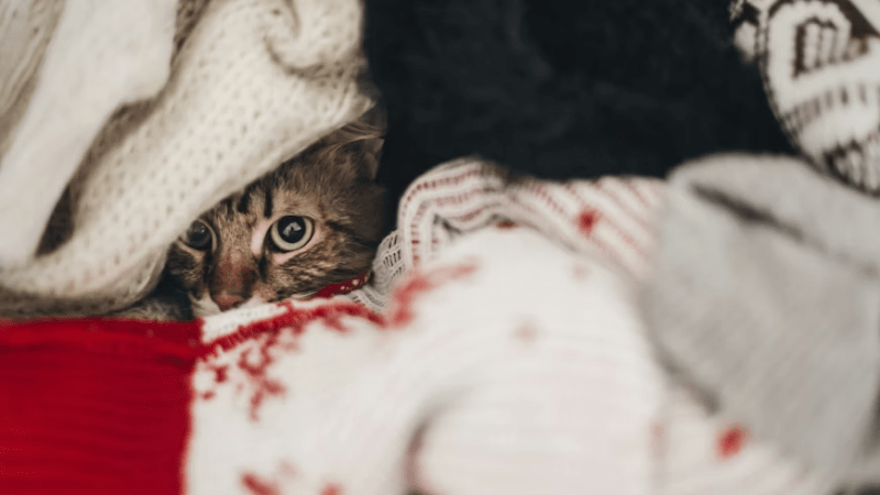 Como identificar estresse em pets durante feriados