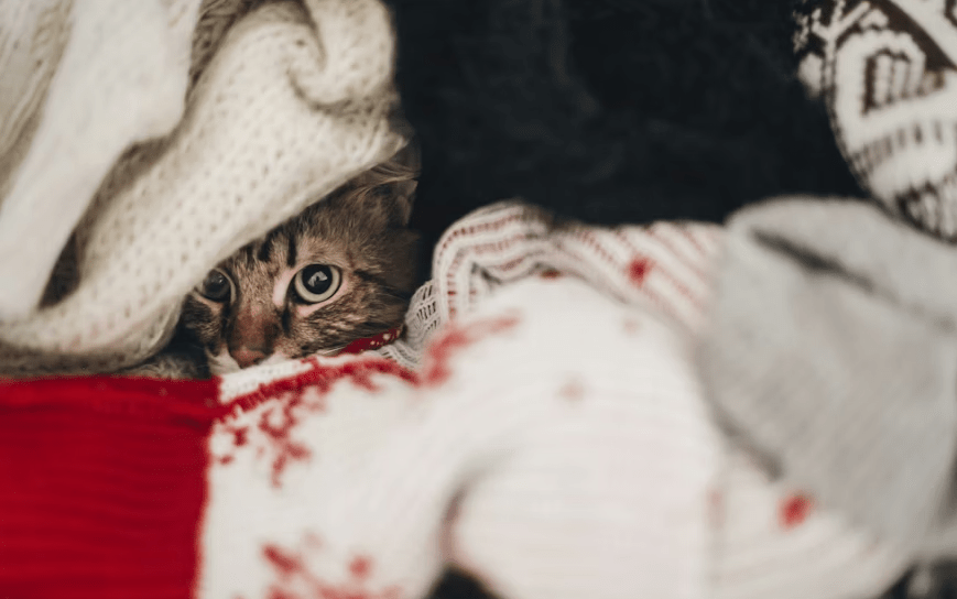 Como identificar estresse em pets durante feriados