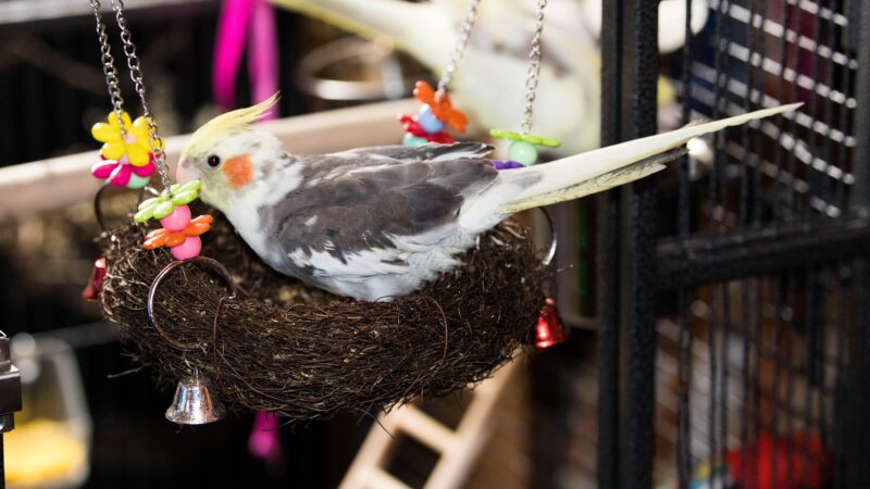 Enriquecimento ambiental no feriado: diversão e bem-estar para seu pet