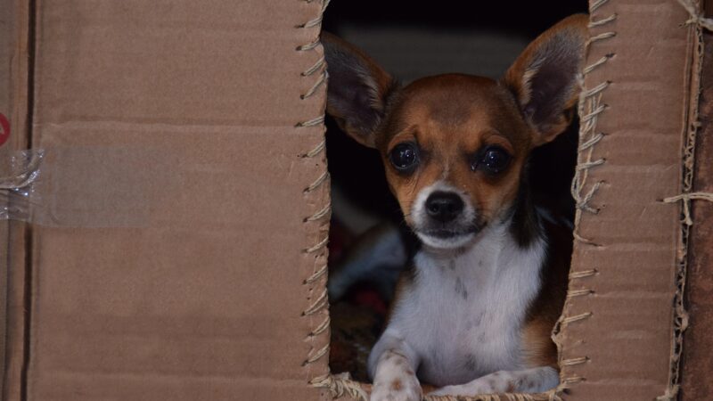 Cuidados com pets durante o Carnaval: barulho, calor e aglomerações