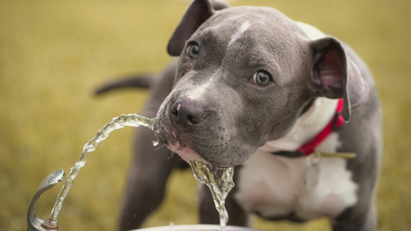 Hidratação ideal para cães e gatos no verão