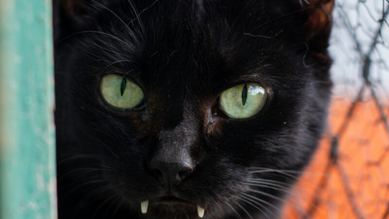 Como evitar fugas de pets no Carnaval