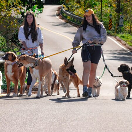 Passeios seguros com pets em dias quentes