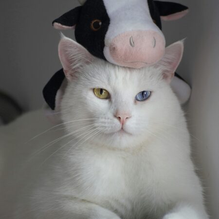 Brinquedos refrescantes para pets: diversão e bem-estar no calor