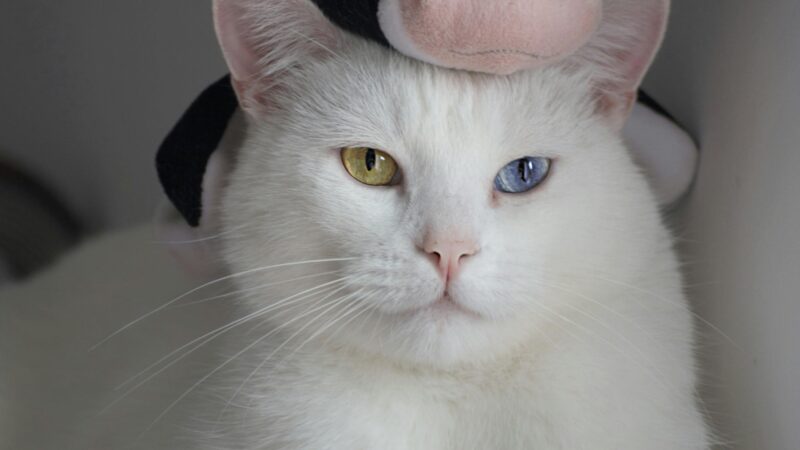 Brinquedos refrescantes para pets: diversão e bem-estar no calor