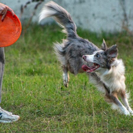 Manter a rotina do pet em feriados: segurança e bem-estar para todos