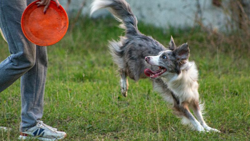 Manter a rotina do pet em feriados: segurança e bem-estar para todos
