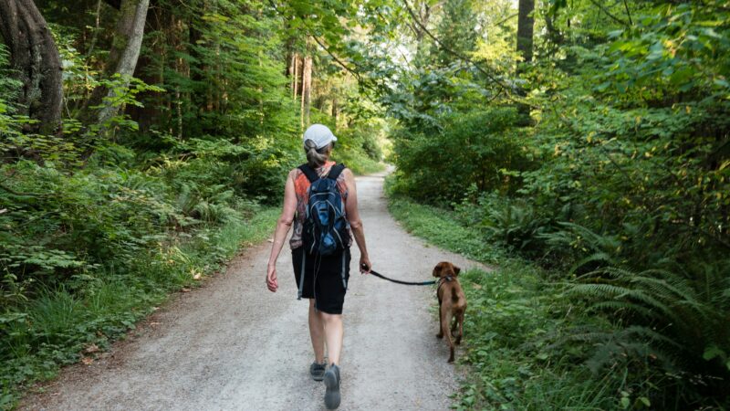 Cuidados com as patas no asfalto quente