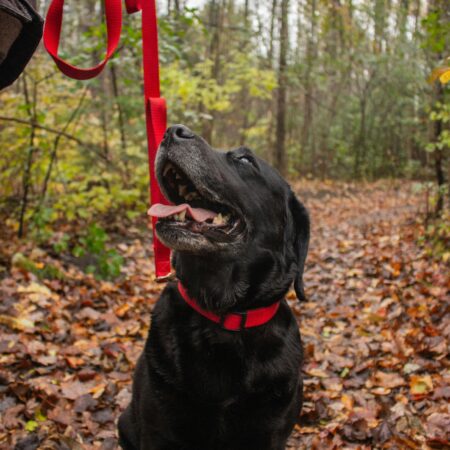 Quantas vezes por dia devo passear com meu cachorro?