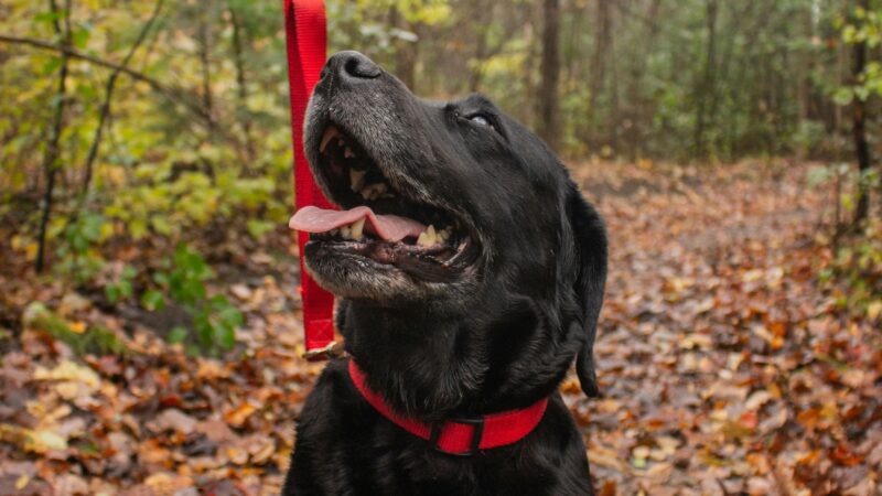 Quantas vezes por dia devo passear com meu cachorro?