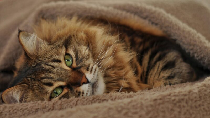 Por que os gatos “amassam pãozinho”?