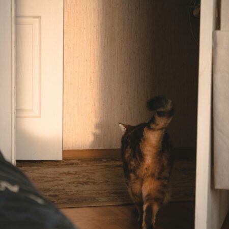 Por que alguns pets seguem o dono até o banheiro?