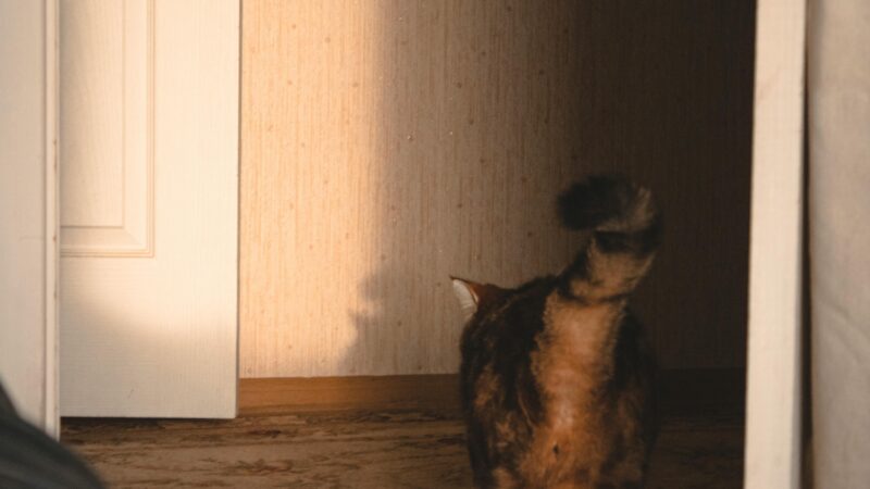 Por que alguns pets seguem o dono até o banheiro?