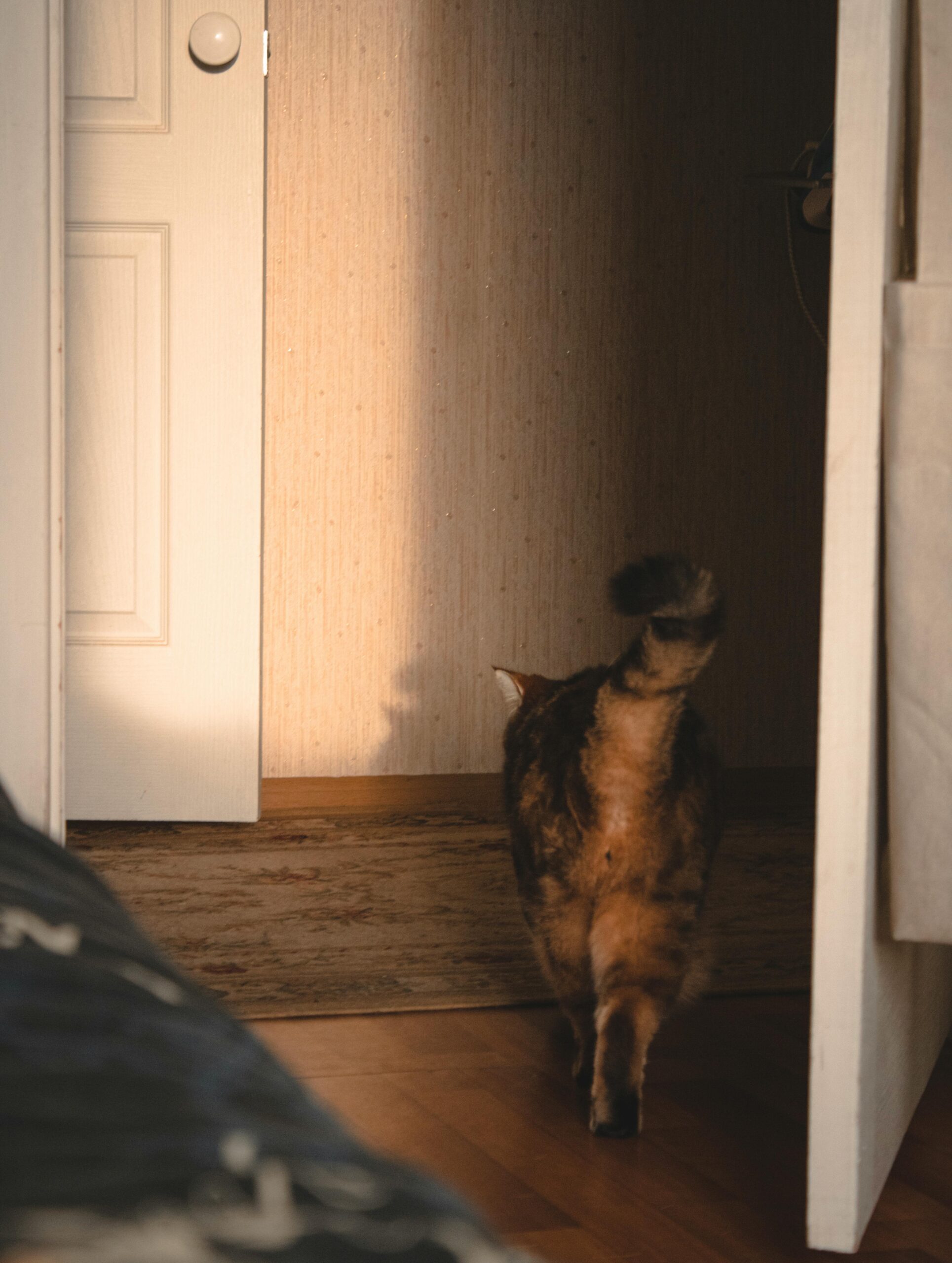 Por que alguns pets seguem o dono até o banheiro?