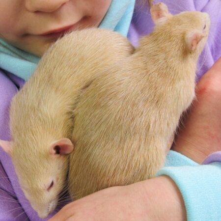 10 sinais de que seu pet confia em você