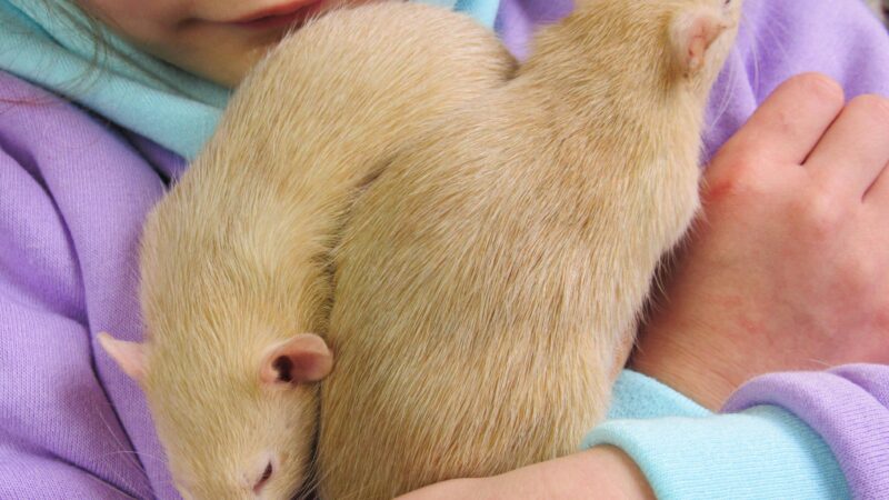 10 sinais de que seu pet confia em você