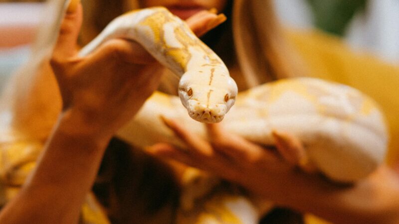 Como os pets ajudam na saúde mental dos tutores