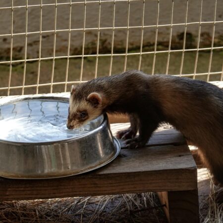 Como proteger seu pet do clima seco no outono