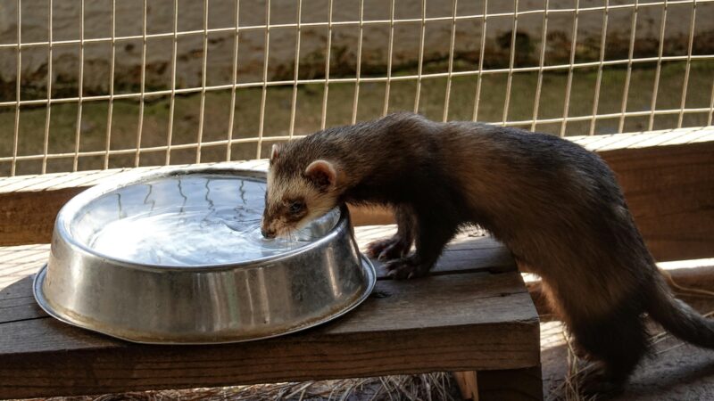 Como proteger seu pet do clima seco no outono