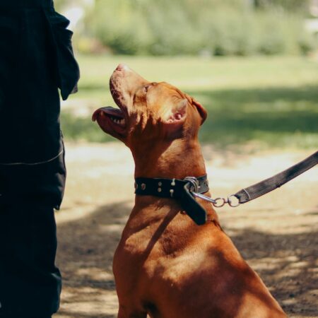 Cachorro ciumento: como identificar e corrigir