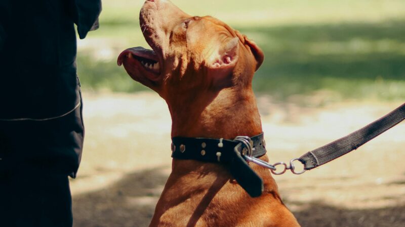 Cachorro ciumento: como identificar e corrigir