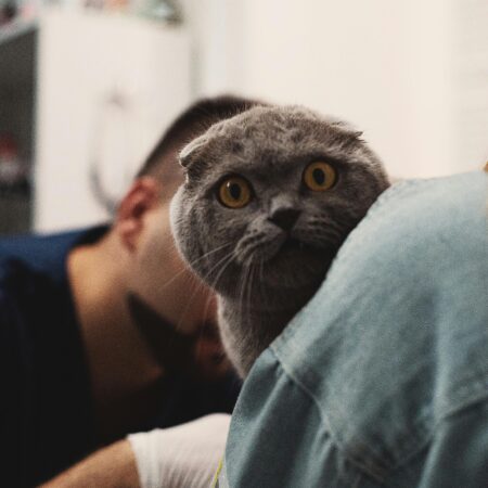 Guia básico de vacinação para cães e gatos (atualizado)