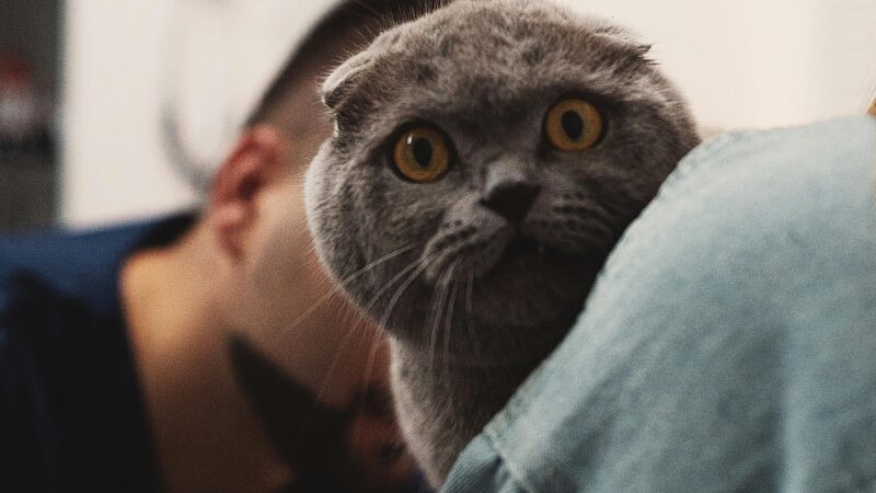 Guia básico de vacinação para cães e gatos (atualizado)