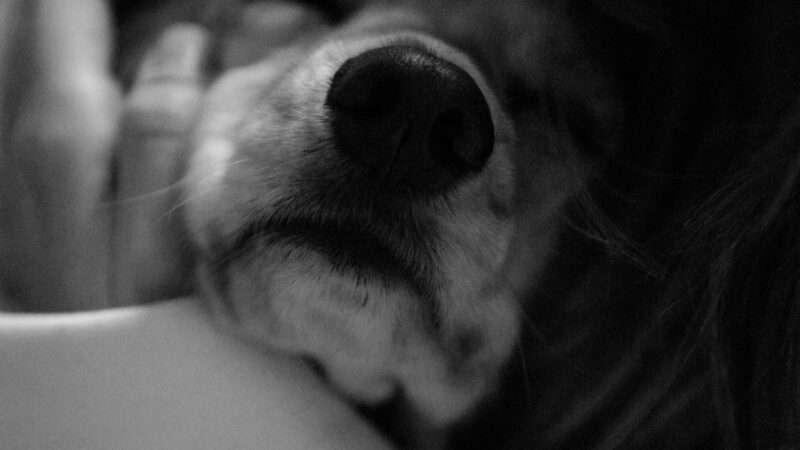 Histórias reais de adoção que vão aquecer seu coração