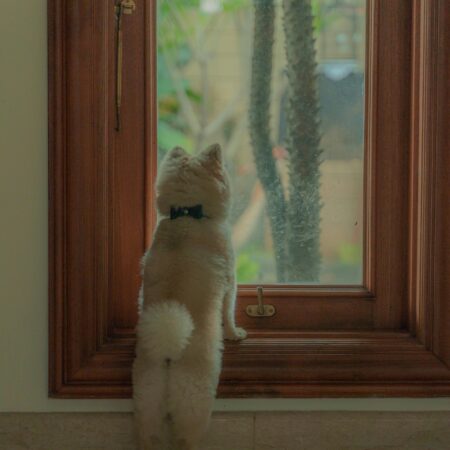 O que seu cachorro pensa quando você sai de casa?