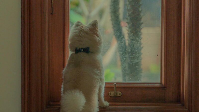 O que seu cachorro pensa quando você sai de casa?