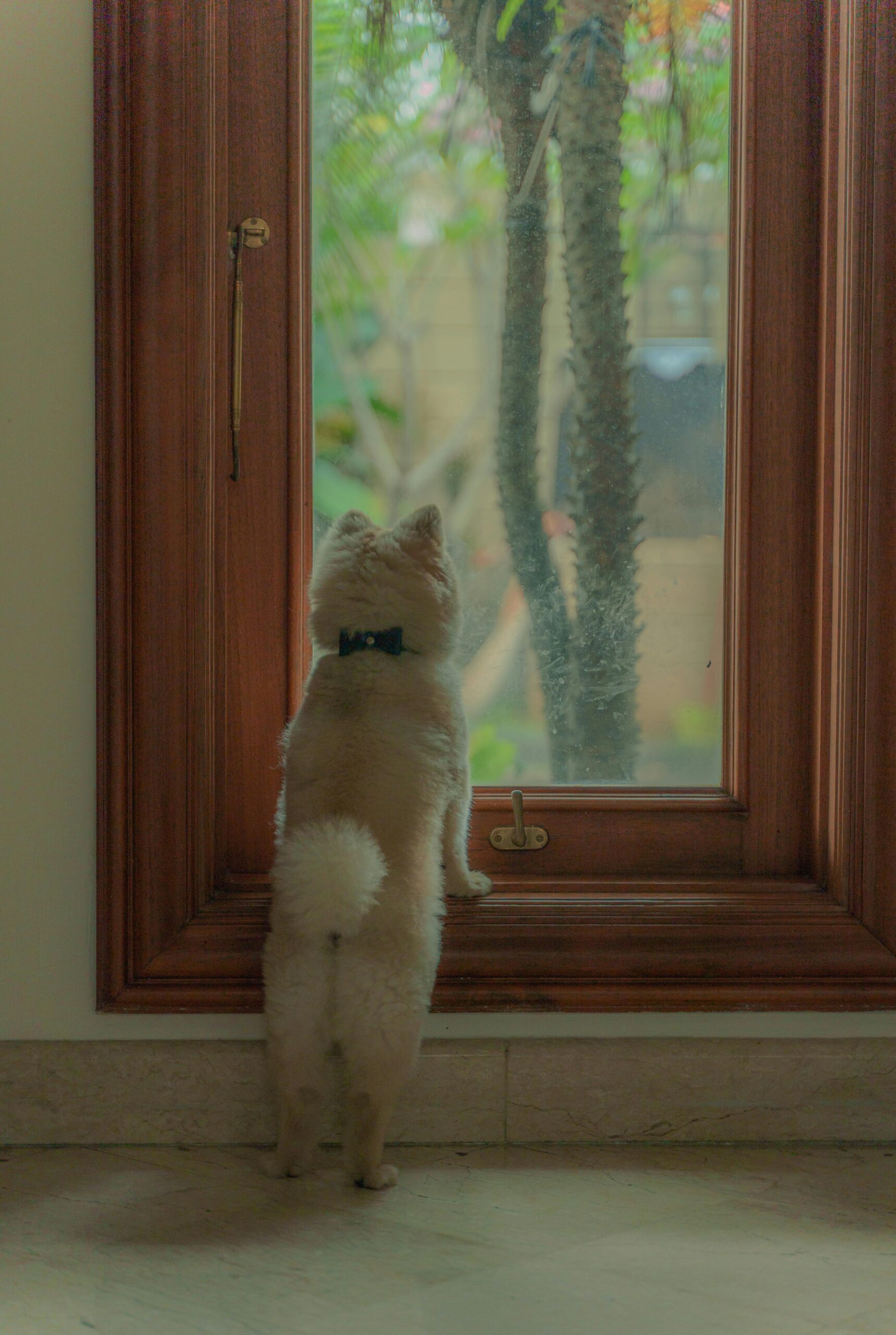 O que seu cachorro pensa quando você sai de casa?