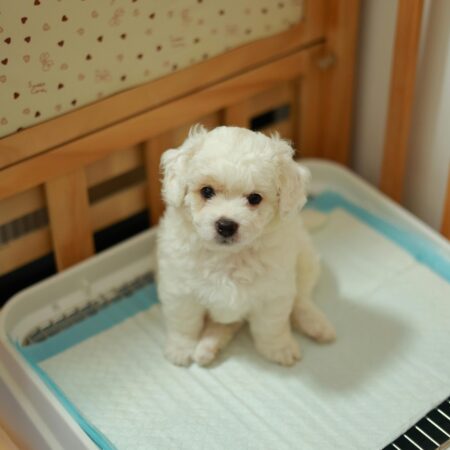 Como ensinar seu cachorro a fazer xixi no lugar certo